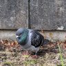 鳩鳩 的头像
