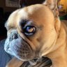Hoosier Howie's profile picture