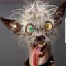 Crazy Dog Sp - Crazy Dog News's profile picture