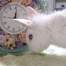文_ふみ🐰🇺🇦ADHD_エンジニア🐣_障害者雇用 profil fotoğrafı