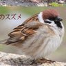 とおりすがり profil fotoğrafı
