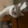 ハルト@BBC profil fotoğrafı