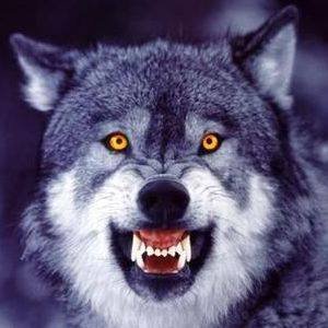 UBadler's profile picture