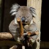 Koala's profile picture