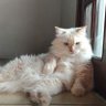 Seleto profil fotoğrafı