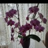 Фото профиля Meryemnuray