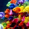 Profilbild von スイミーswimmy