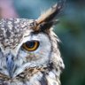 KeOwl 的头像