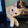 Keyshotvv's profile picture