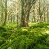 Tree Hugger's profile picture