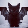 Фото профиля Dracuchat