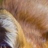 Profilbild von Jean-Claude Fox