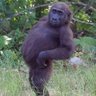 Profilbild von pissman