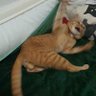 椿月🌸猫狂🌸 的头像