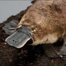 Fellow Platypus 的头像