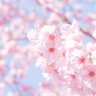 Фото профиля Satuki