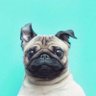 Pitt Sassafras✺ profil fotoğrafı