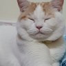 หุ่นยนต์นัมชินทรี profil fotoğrafı