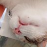 suat 的头像