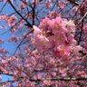 kako🇯🇵🌎💫 profil fotoğrafı