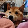柴犬 大地の日常 profil fotoğrafı