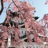 Фото профиля アルチュウ🇯🇵