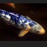 Profilbild von IcyKoiFish