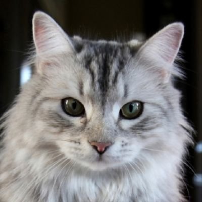 majinemui7638's profile picture