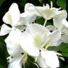 Cubanflowers 🇨🇺 的头像
