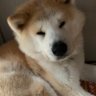 としくん's profile picture