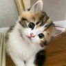 priยฎ's profile picture