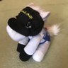 どらねこ's profile picture