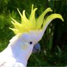 Cockatoo profil fotoğrafı