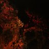 Фото профиля igl