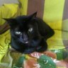 Gato Preto 😄☕😸👍 🇧🇷's profile picture