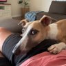 Whippet's profile picture
