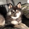 Фото профиля HoustonHusky