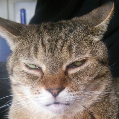 kiji3sei_'s profile picture