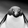 Фото профиля Robert VISEUR
