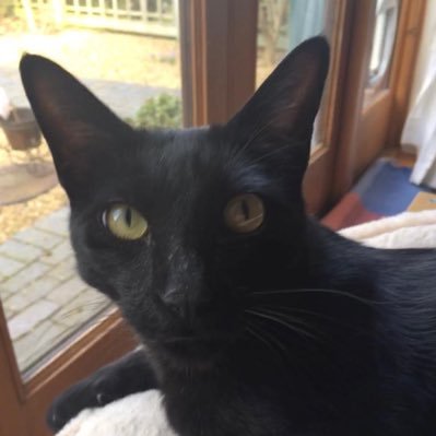 Rolf the University of Warwick Campus Cat's profile picture