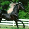 Фото профиля 🌊🌹🐎 Caryn 🐎🌹🌊 🇺🇲🇺🇦
