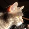 Kat 🐈‍⬛'s profile picture