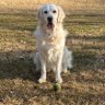Bawlmer Dubbs profil fotoğrafı