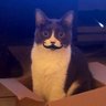 Profilbild von baker meowfield