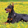 Doberman(Norma)'s profile picture