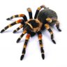tarantula's profile picture