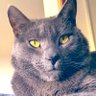 𝔸𝕃𝕆𝕆 (ālū) profil fotoğrafı
