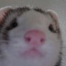 Ferret McWeasel, PhD 的头像