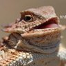 Profilbild von Skorpichu