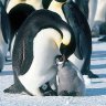 エンペラーペンギン profil fotoğrafı